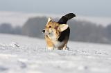CORGI PEMBROKE 959